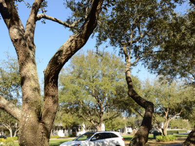 Vehicles travel through a canopy of trees along Scenic Highway 30-A. | Photo by: Andrew Wardlow
