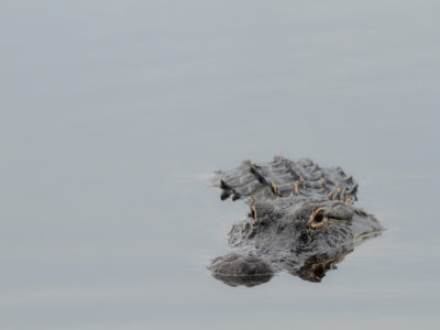 American Alligator Near Lake Apopka