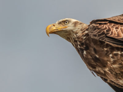 Bald Eagle Near Lake Apopka