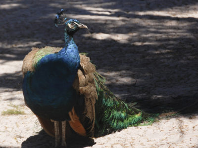 Barberville Peacock