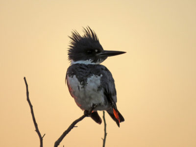 Belted Kingfisher Catches Last Rays Of Sun