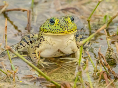 Bullfrog At Lake Apopka