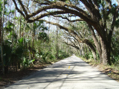 Canopy Road
