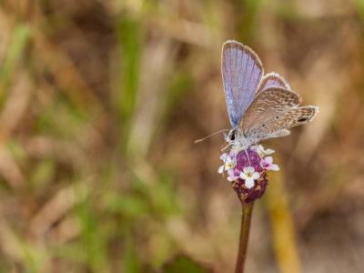 Ceraunus Blue Butterfly