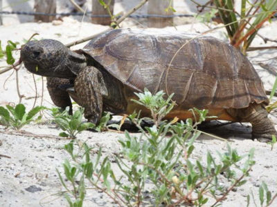 Crescent Beach FL Gopher Turtle