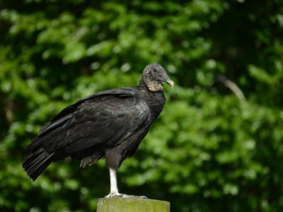 Hontoon Island Vulture