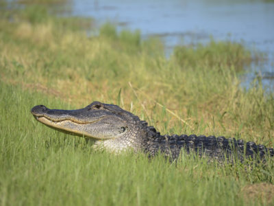 Lake Apopka Wildlife Drive American Alligator