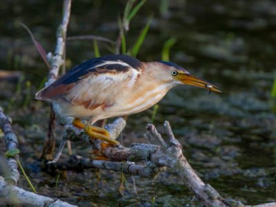 Least Bittern With Mosquito Fish