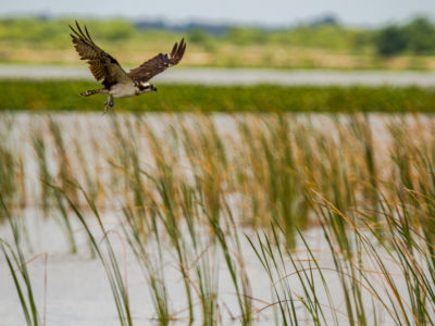 Osprey Over Lake Apopka