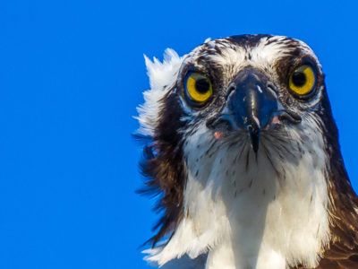 Osprey Stare