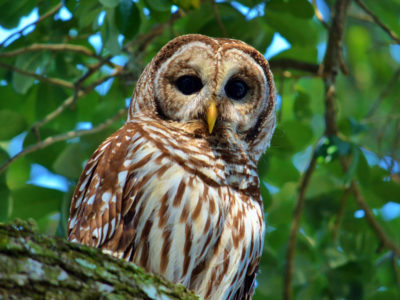 Owl At Highbanks Marina