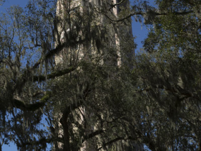Bok Tower Gardens a National Historic Landmark stands tall in the flat Central Florida region. Bok Tower is 205 feet tall and has seven floors. WILLIE J. ALLEN JR.