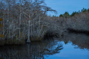 Cypress trees are reflected in Graham Creek as a full moon rises over the Forest Trail West section of the Big Bend Scenic Byway on Fla. Highway 65. COLIN HACKLEY PHOTO