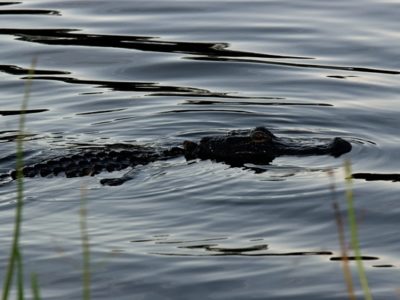Alligator Lake