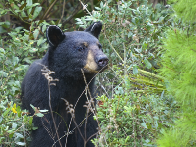 Juniper Black Bear | Photo by: Chris Kincaid