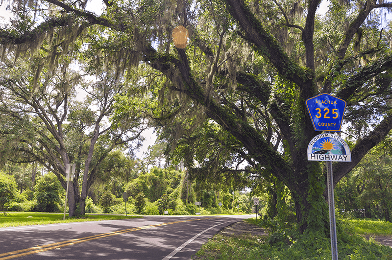 Canopy of trees hangs over Old Florida Heritage Highway
