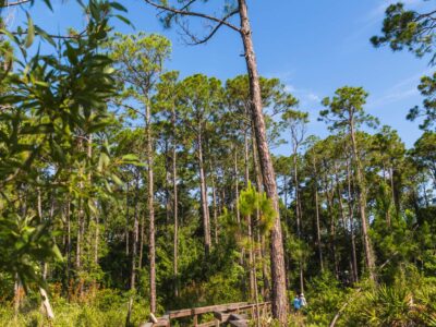 Apalachicola Nat. Estuarine Research Reserve trails