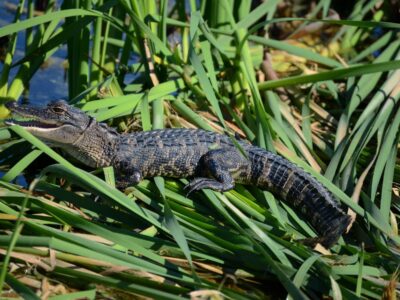 Baby Alligator on Lake Apopka