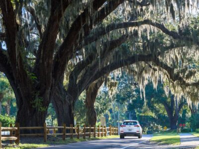 Canopied Oakland Avenue