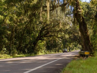 Canopy along William Bartram Scenic & Historic Highway