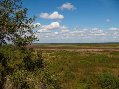 Paynes Prairie Preserve State Park
