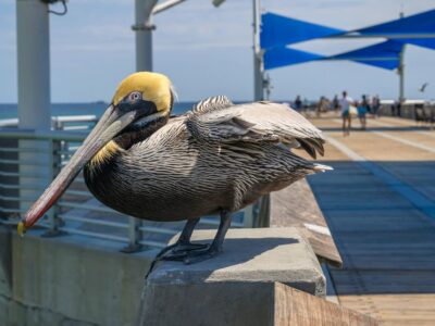 Pompano Beach pier - resident pelican